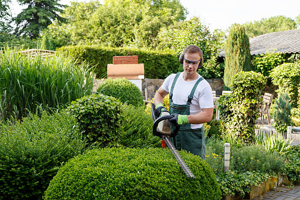 Best Lawn Maintenance Plans  in Seymour, TN