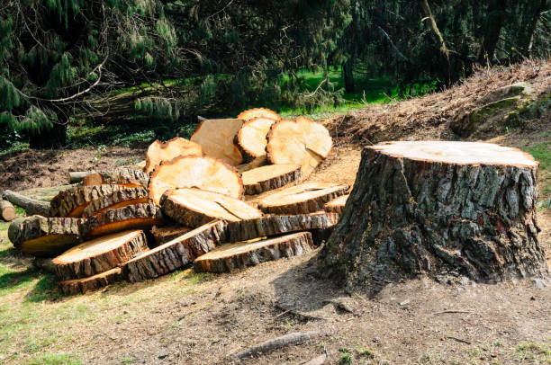 Best Firewood Processing and Delivery  in Seymour, TN